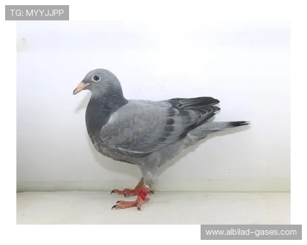 ag8试玩优惠活动解析助你获取更多免费彩金和奖励资源 ag8试玩优惠活动解析助你获取更多免费彩金和奖励资源